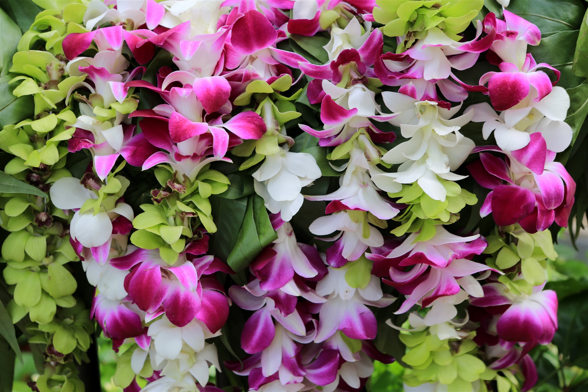 A colorful Hawaiian orchid lei